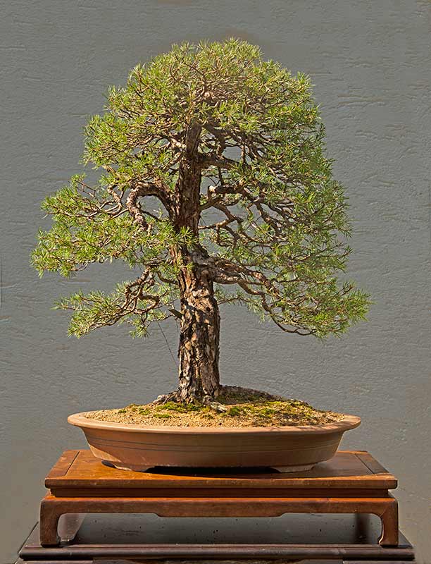 Walter Pall Bonsai Adventures Scots pine 3 old needles plucked