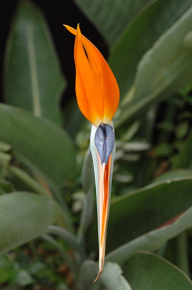 a digital botanic garden bird of paradise flower strelitzia