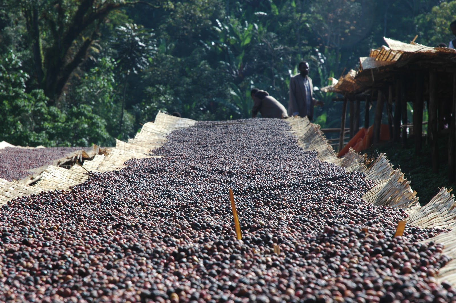 Coffee Channel reviews and howtos Ethiopian Yirgacheffe