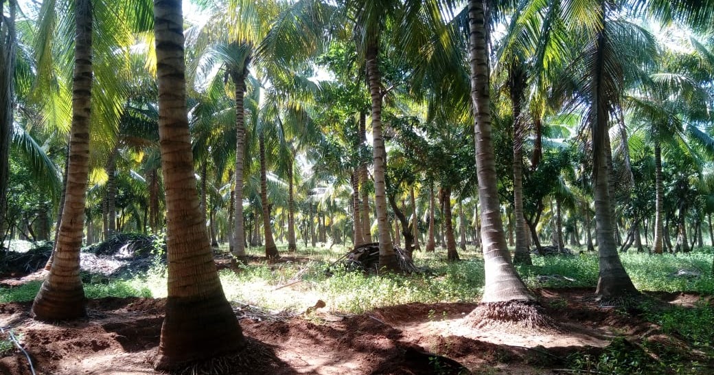 Kodaihills Realestate. 23 Acres Coconut Farms For Sale In Near