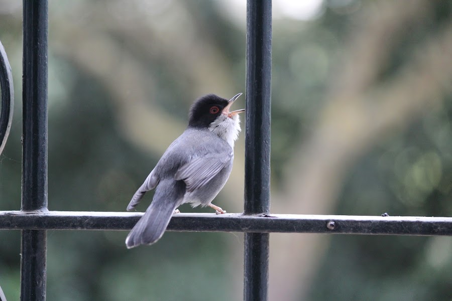 Sylvia melanocephala