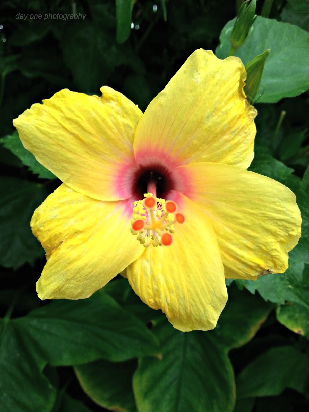 Day One Photography: Yellow Hibiscus With A Pink Center