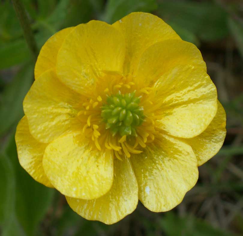 buttercup flower wallpaper buttercup flower wallpaper