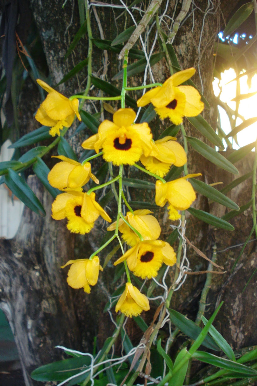Blog da Chácara Recanto das Pedras: Orquídea Olho de Boneca Amarela  (Dendrobium fimbriatum)