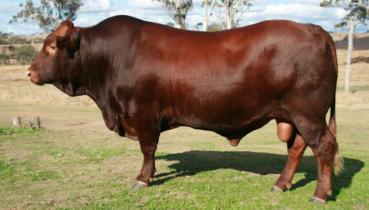 Raza Bovina Raza Bovina