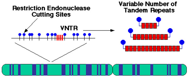 Переменная number. Аллели VNTR. RFLP маркеры. VNTR полиморфизм. VNTR повторы.