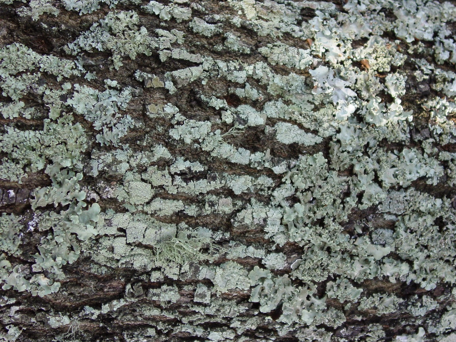 University of Florida/IFAS Charlotte County Extension Please don’t