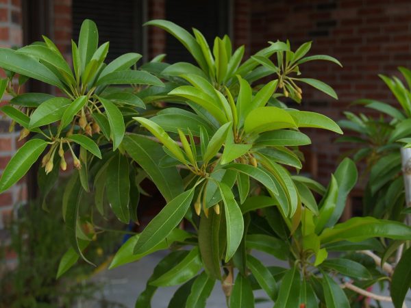 Merawat Pohon Sawo Pasca Panen https://tipspetani.blogspot.com/2019/01/cara-perawatan-pohon-sawo.html