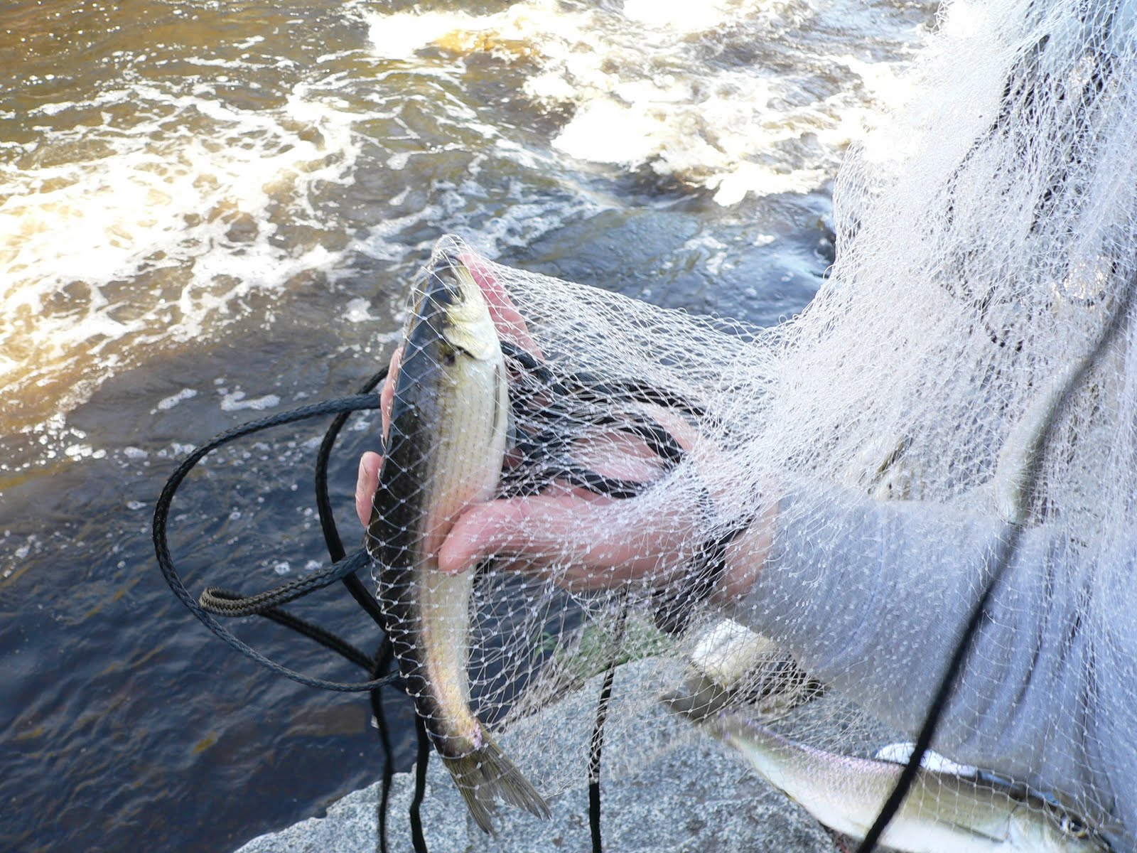 CatchMAll Bonus Fish River Herring