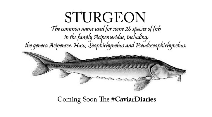 How is caviar made picture