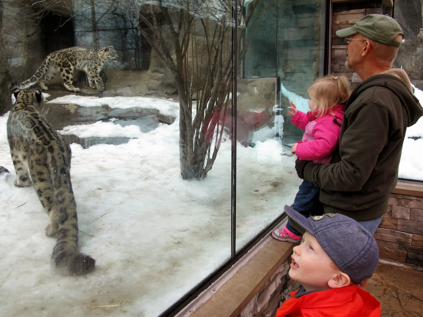 Seeing the Snow Leopard Cubs