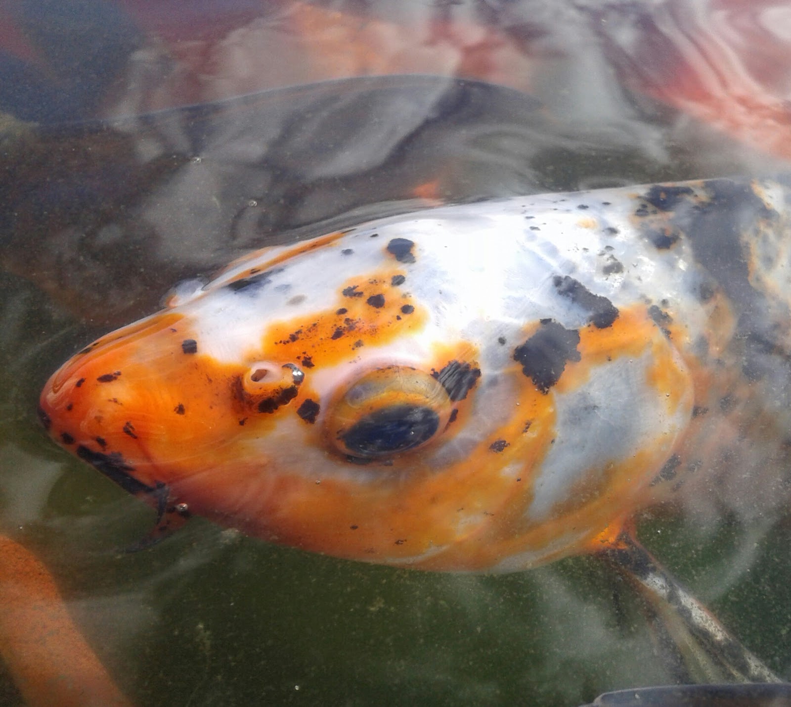 Carpa Koi. Foto: Lara Robbio, trabajo propio, CC BY-SA 4.0. Wikimedia Commons. Carpa Koi. Foto: Lara Robbio, trabajo propio, CC BY-SA 4.0. Wikimedia Commons.