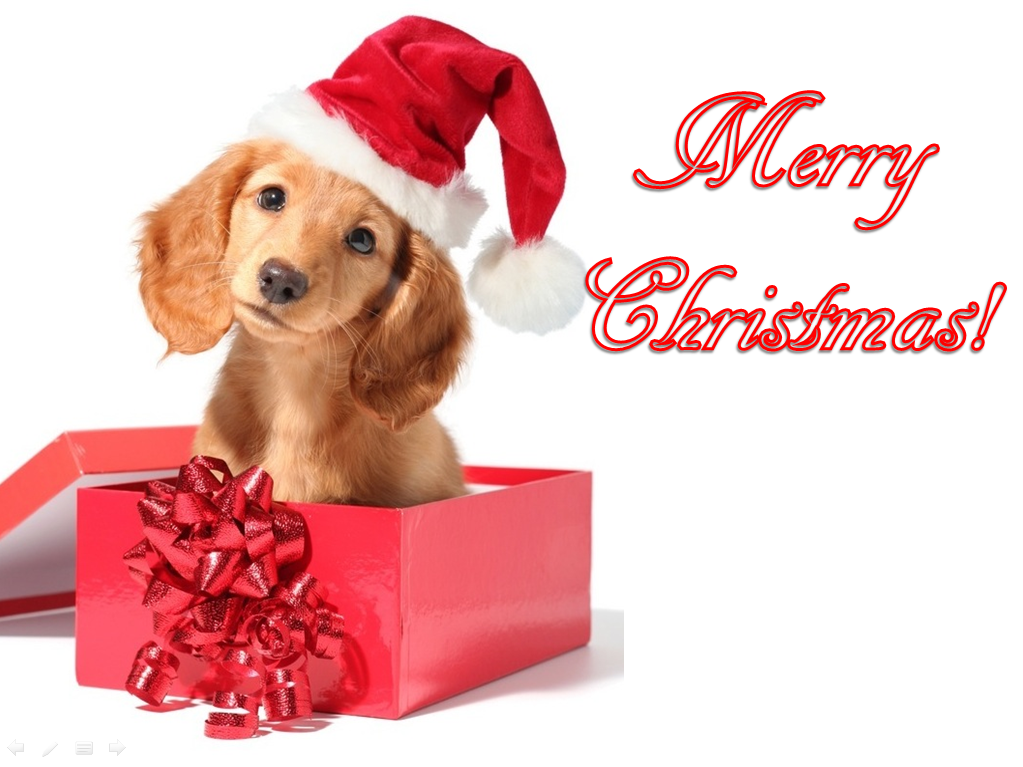 CCute Animals Merry Christmas!