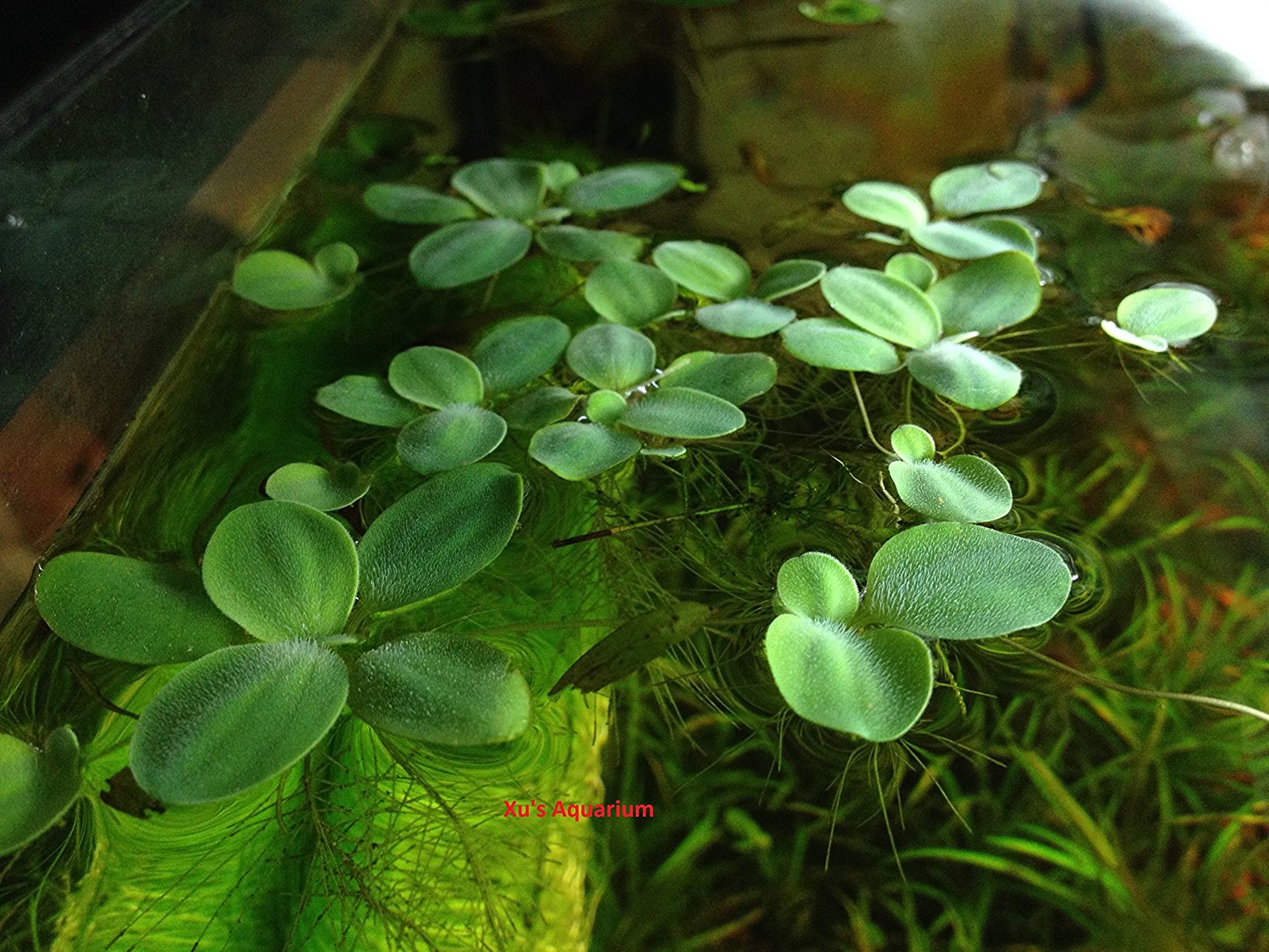 Balebete Baunajuku Tanaman Air Buat Ikan Cupang