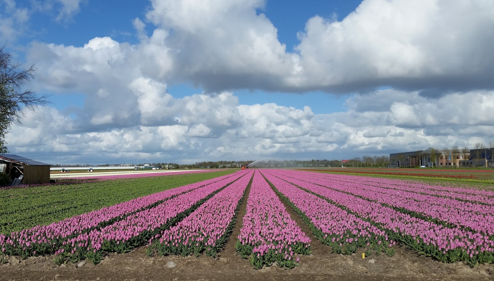 JollyDays Supported Holidays Dutch Bulb Fields & Amsterdam with Derek