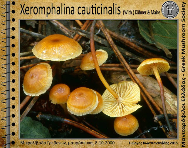 Xeromphalina cauticinalis (With.) Kühner & Maire