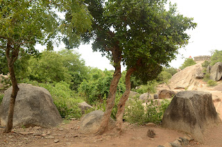 paths and trees in the archaeological site of mahabalipuram