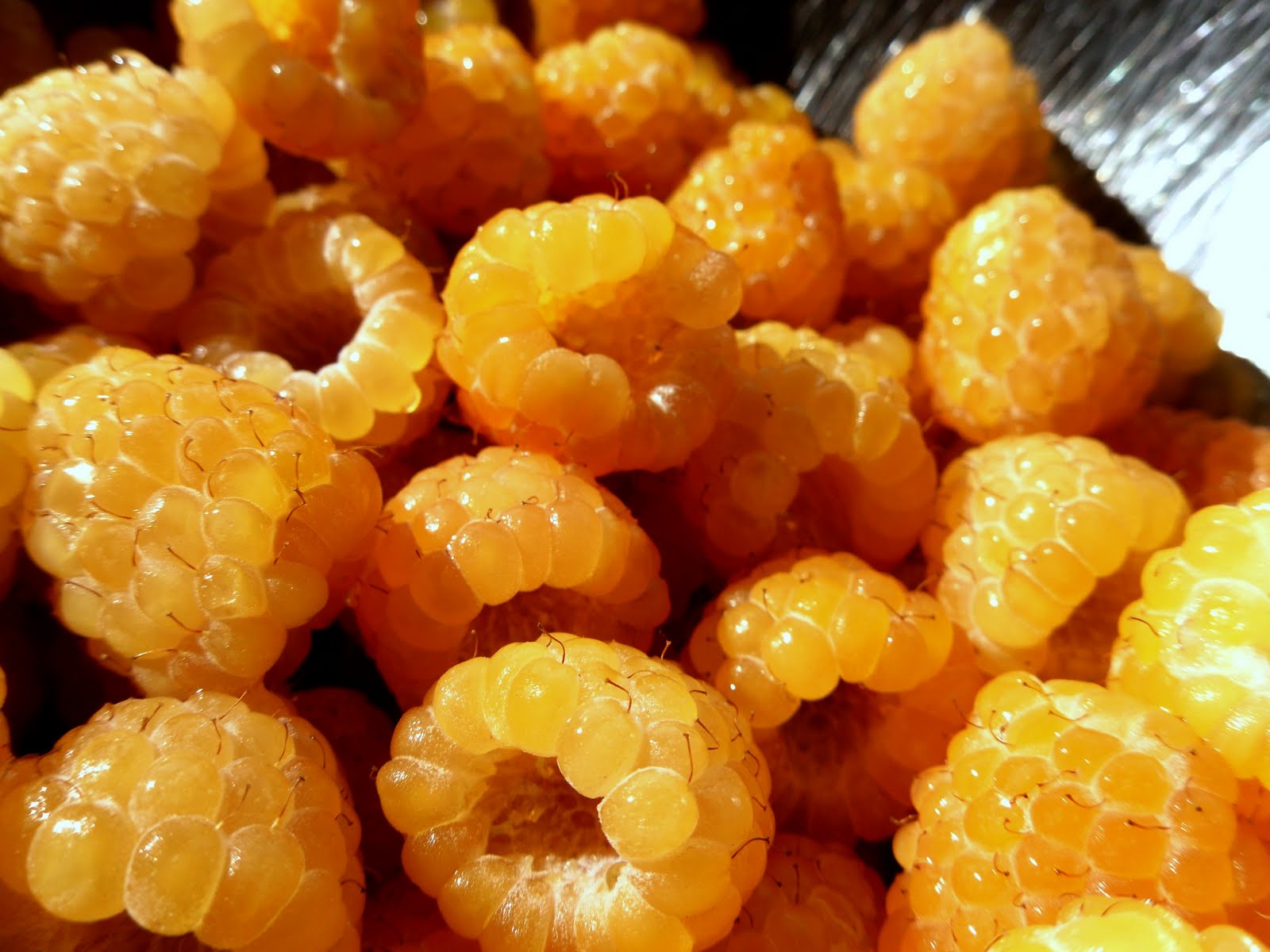 Teach Me to Walk Personal Blog Golden Raspberries