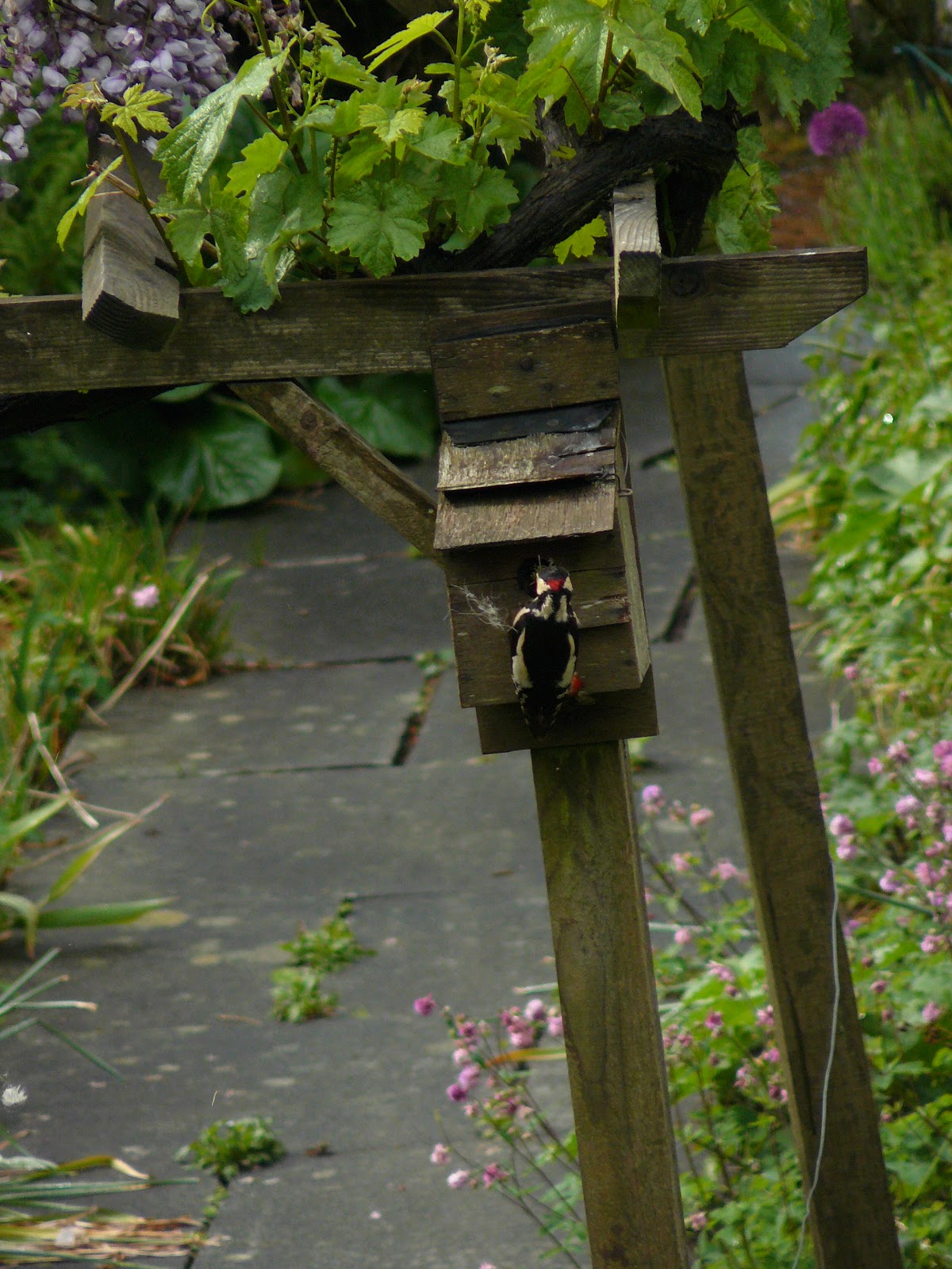 Peter Lovett's ramblings : Great Spotted Woodpecker attacking a Blue