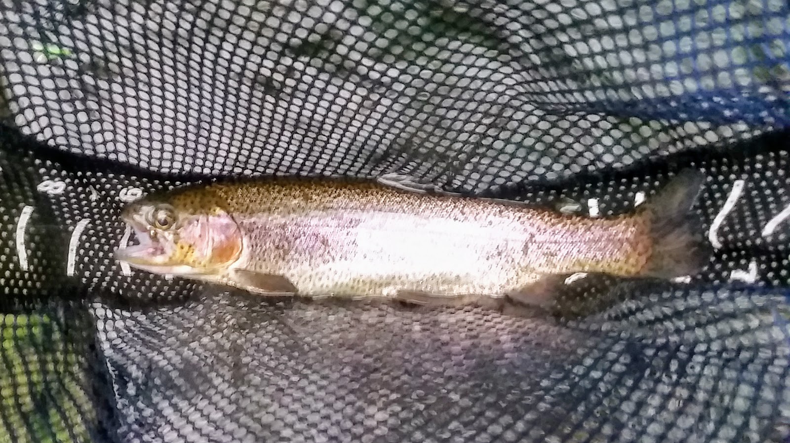 Sick Days Fishing: April 30, 2017 – A Visit with an Old ...
