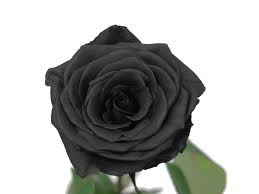 Covilhà , la rosa negra