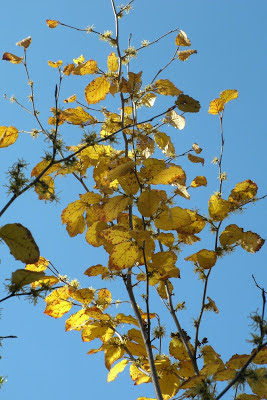autumn_common_witch_hazel_hamamelis_virginiana against a blue sky_by_garden_muses: a_Toronto_gardening_blog