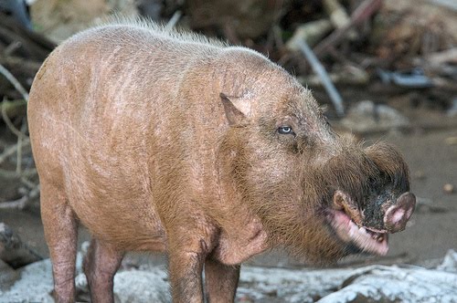 El ojo del buitre Jabalí barbudo (Sus barbatus)