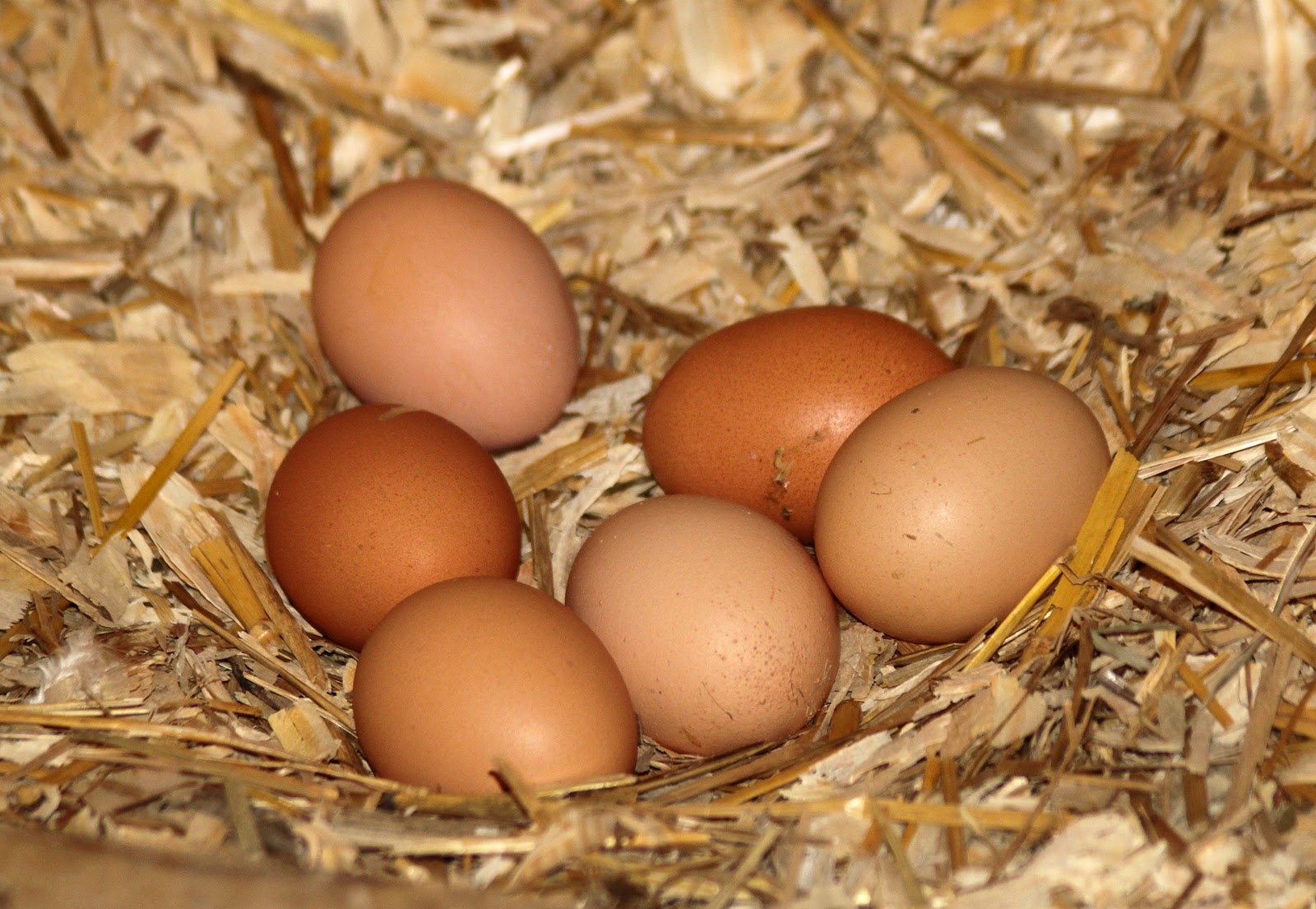 JD Christieview Farm 6 Hens & 6 Eggs