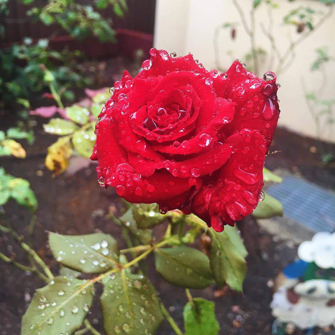 40 Gambar Bunga Rose Untuk Wallpaper Ponsel 40 Gambar Bunga Rose Untuk Wallpaper Ponsel