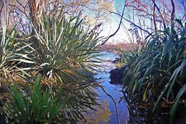 Longfin-Eel Habitat