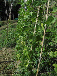 the beans of Sorana; fagioli di Sorana; non-mature green beanstalks