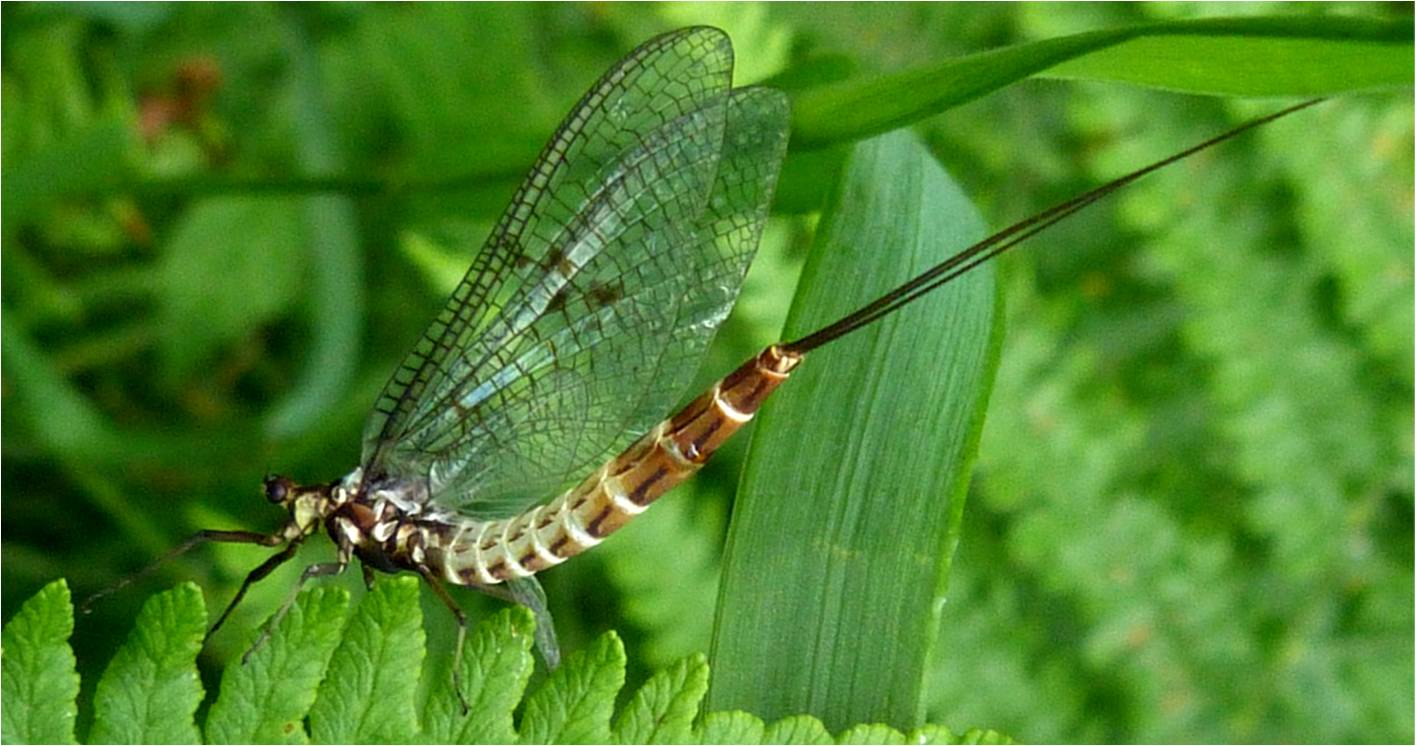 Insects of Scotland: Mayflies/Stoneflies