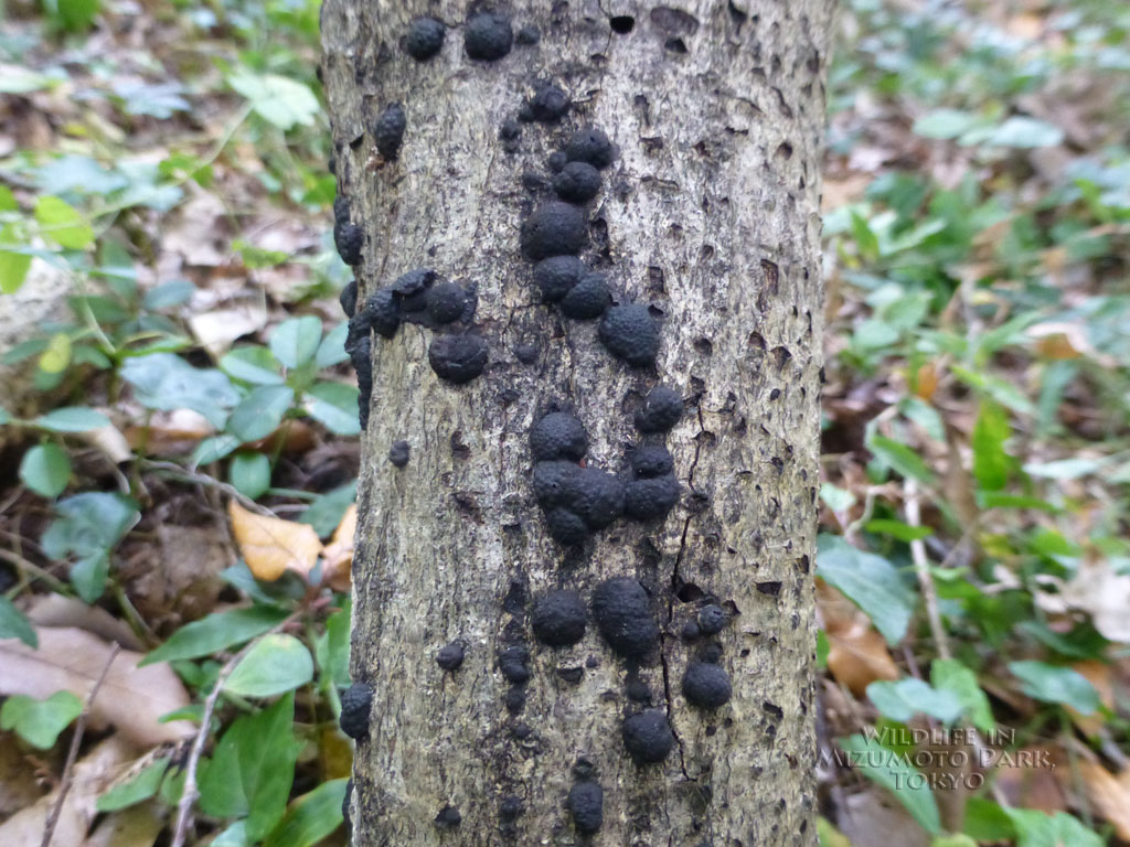 クロコブタケ Kurokobutake Flask Fungus水元公園の生き物