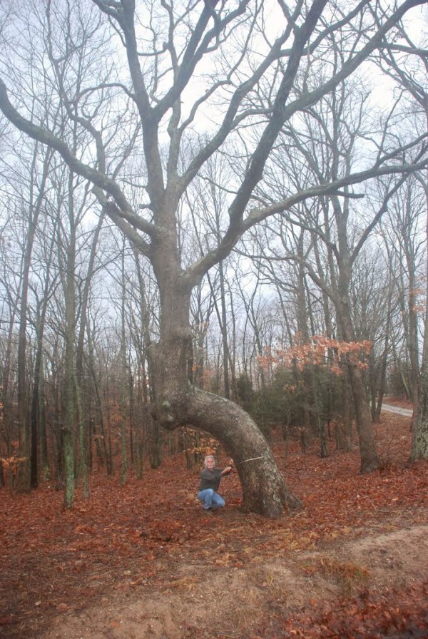 These “Marker Trees” Were Used By Native Americans For A Very Special