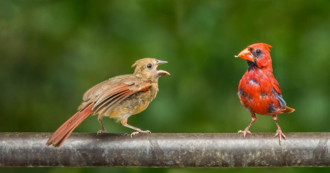 What Does A Fledgling Cardinal Look Like Get More Anythink's