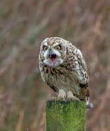 Short-eared Owl