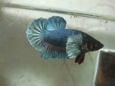 ikan cupang kuping gajah