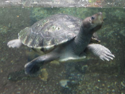 Malaysian Painted Turtle Malaysian Painted Turtle