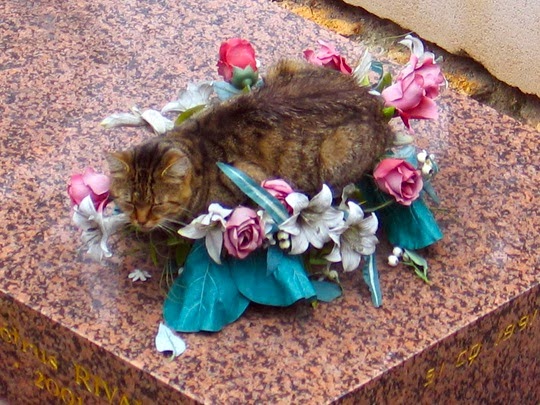 Cat at the Montmartre Cemetery