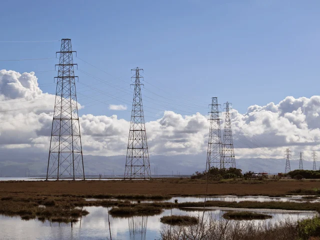 Iron maidens in the wetlands at Palo Alto Baylands