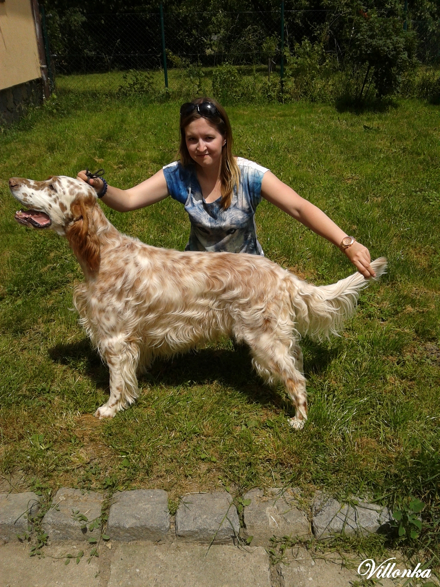 Anglický setr Artush Mandygold: Anglického setra? Nikdy!