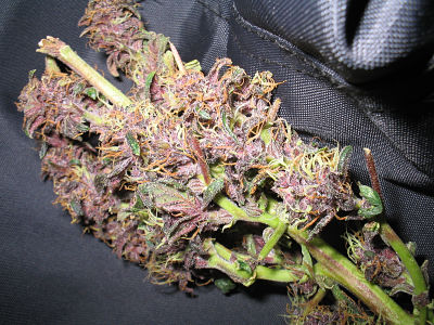 Variedad púrpura Variedad púrpura