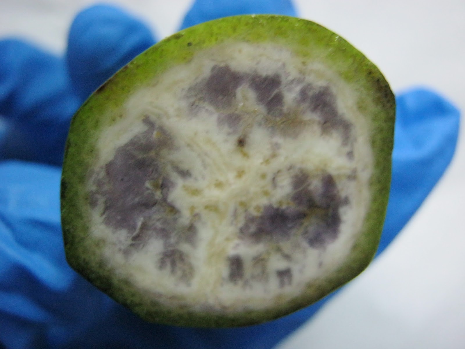 Centre of Circles Iodine staining to determine the ripeness of a fruit