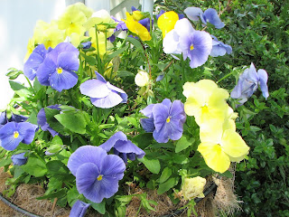 pansies pansies