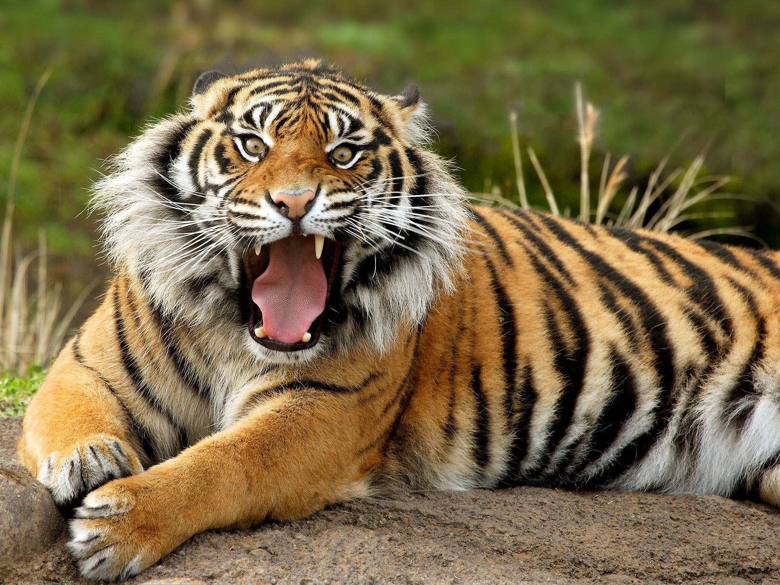 Bengal Tiger | Animal Wildlife