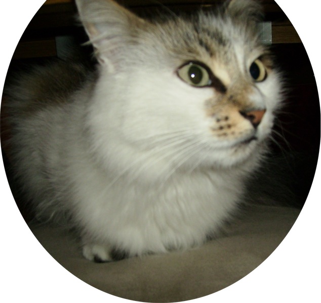 パリ旅人写真日記 美しい猫 猫の目の色の種類は緑です