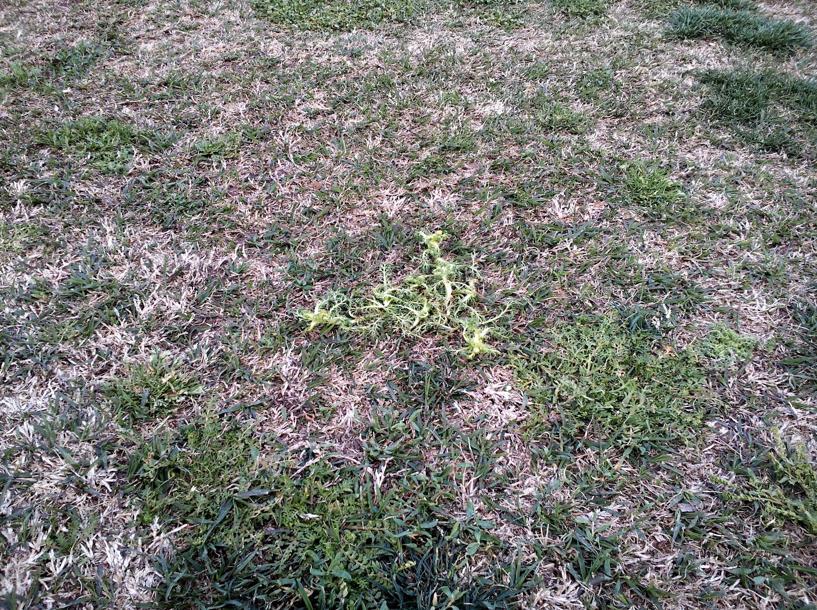 AirwaysGCM March Herbicide Application