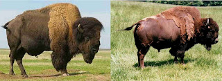 bison