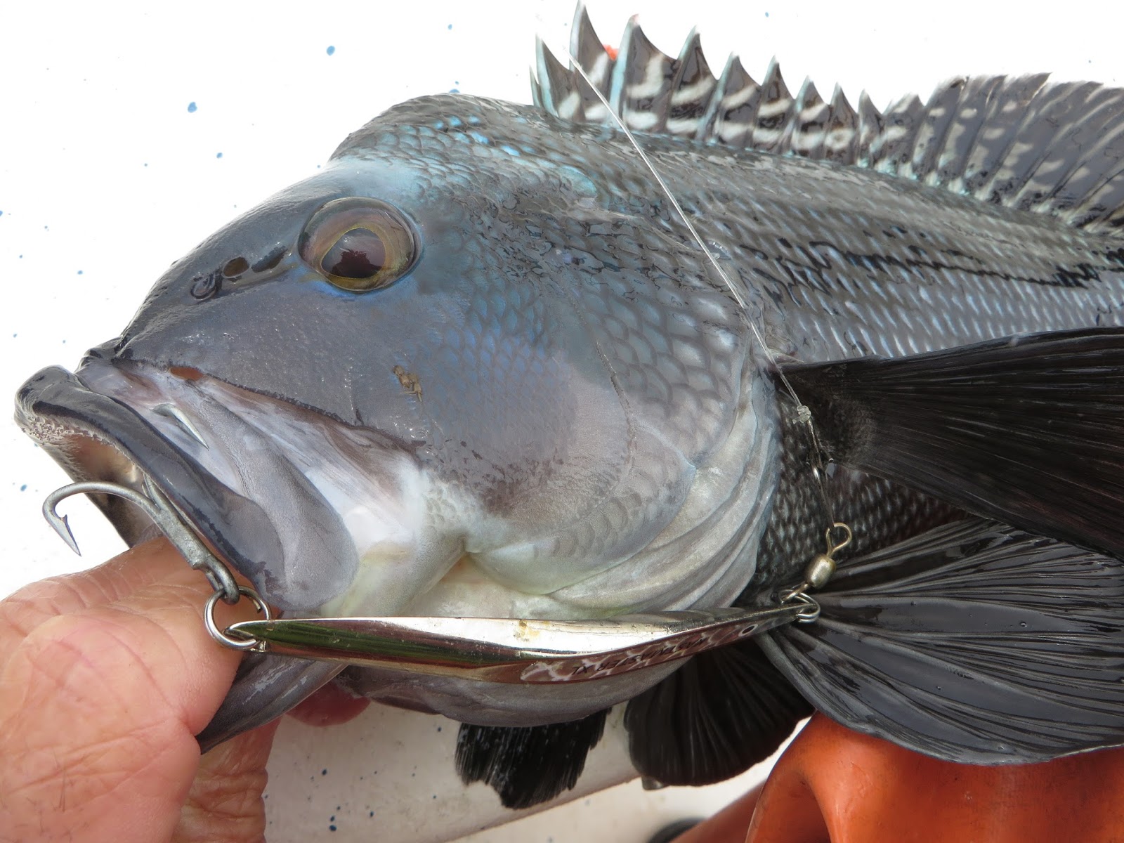 Rhode Island Striped Bass Holiday Weekend Best Bets