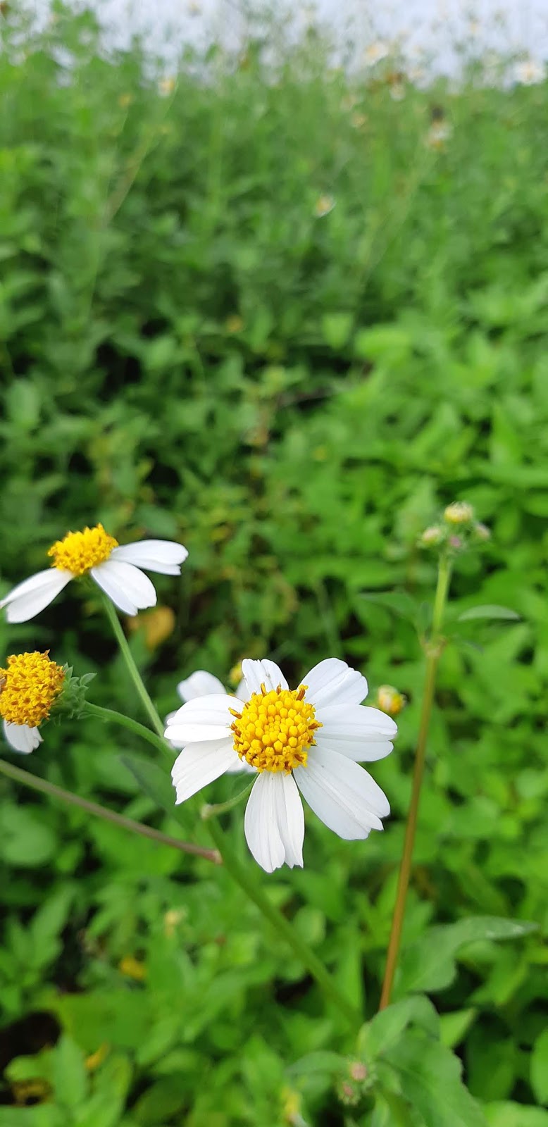 Bidens Pilosa L Var Minor Bi Sherff Planter And Forester